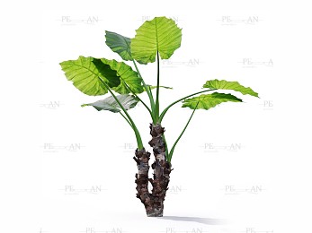 مدل سه بعدی گیاه
