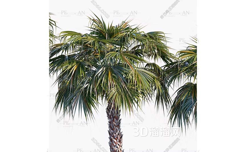 1576043_garden-vegetable-greens-plant-herb-garden-organic-greens-tree-palm-tree-3d-model-3dmax001PERMAN3D.IR_.jpg