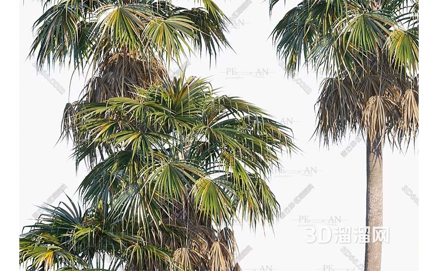 1576043_garden-vegetable-greens-plant-herb-garden-organic-greens-tree-palm-tree-3d-model-3dmax002PERMAN3D.IR_.jpg