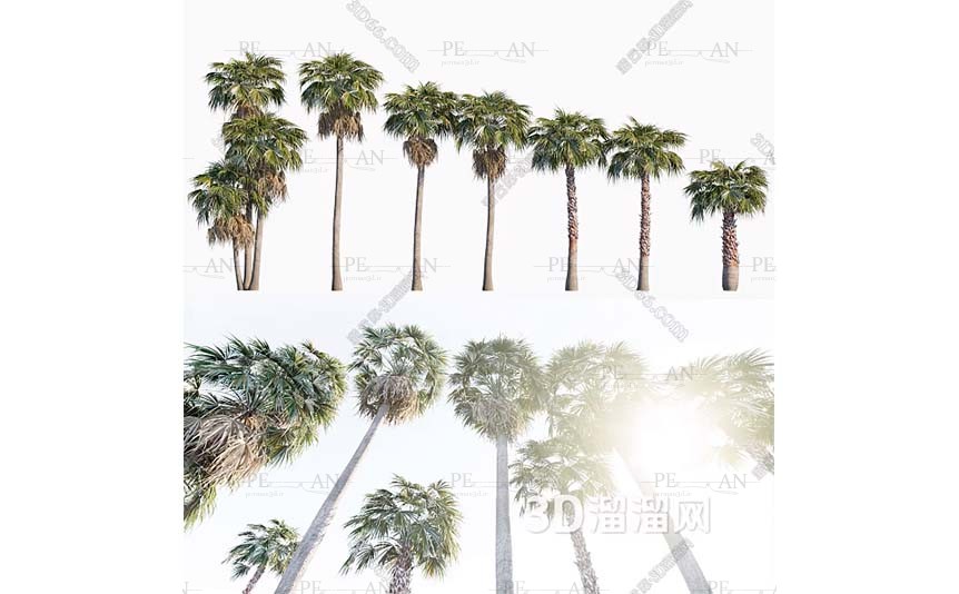 1576043_garden-vegetable-greens-plant-herb-garden-organic-greens-tree-palm-tree-3d-model-3dmax003PERMAN3D.IR_.jpg