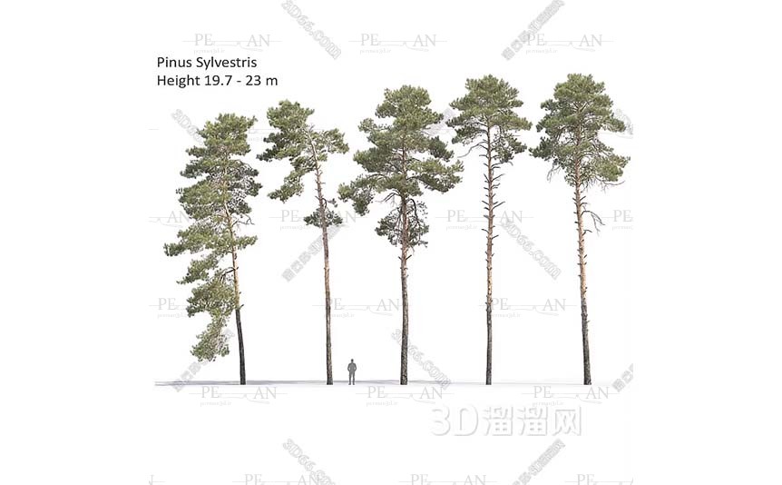22549641_modern-landscape-tree-decorative-outdoor-tree-tree-for-garden-3dmodel-3dmax001-PERMAN3D.IR_.jpg
